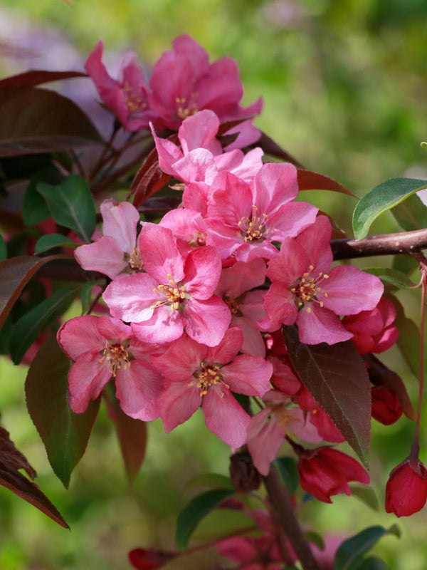 Artikelbild für Zierapfel Malus toringo 'Scarlett' ® im Online-Shop der Bohlken Baumschulen