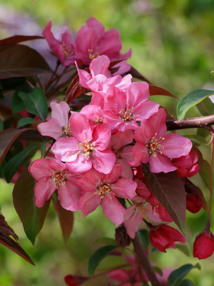 Artikelbild für Zierapfel Malus toringo 'Scarlett' ® im Online-Shop der Bohlken Baumschulen