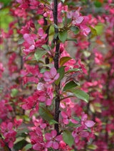 Artikelbild für Zierapfel Malus toringo 'Scarlett' ® im Online-Shop der Bohlken Baumschulen