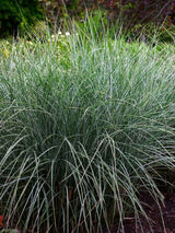 Miscanthus sinensis 'Morning Light'