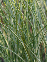 Miscanthus sinensis 'Morning Light'