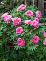 Japanische Baumpfingstrosen, Paeonia suffruticosa in verschiedenen Farben kaufen im Online-Shop der Bohlken Baumschulen