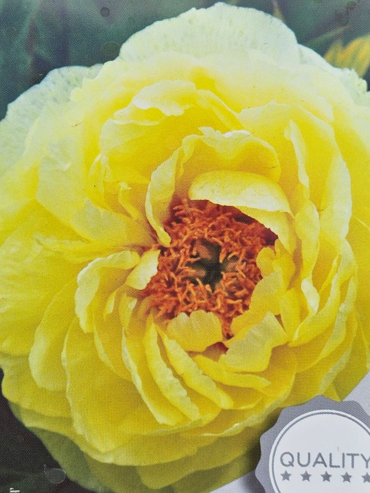 Japanische Baumpfingstrosen, Paeonia suffruticosa in verschiedenen Farben kaufen im Online-Shop der Bohlken Baumschulen