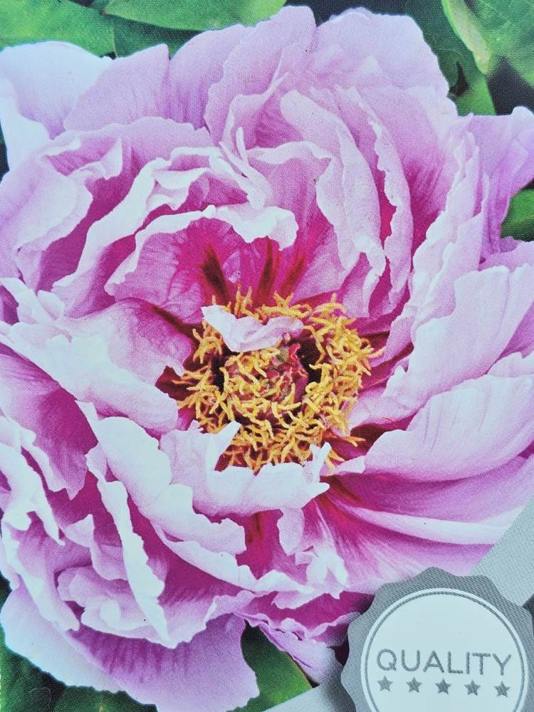 Japanische Baumpfingstrosen, Paeonia suffruticosa in verschiedenen Farben kaufen im Online-Shop der Bohlken Baumschulen