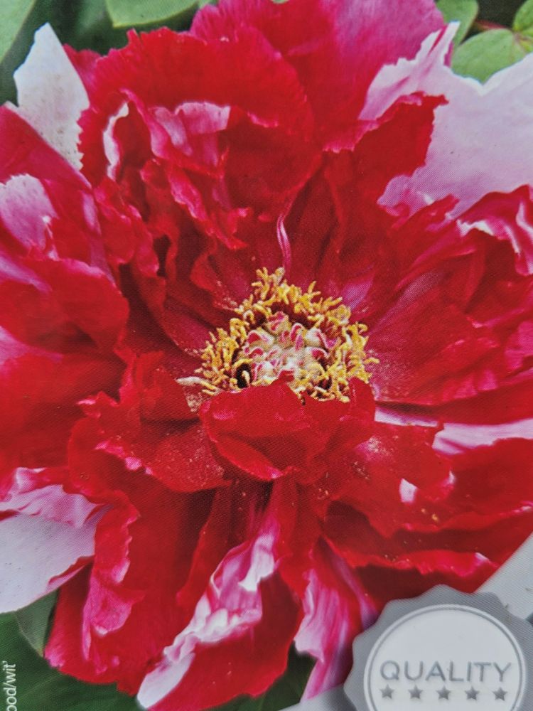 Japanische Baumpfingstrosen, Paeonia suffruticosa in verschiedenen Farben kaufen im Online-Shop der Bohlken Baumschulen
