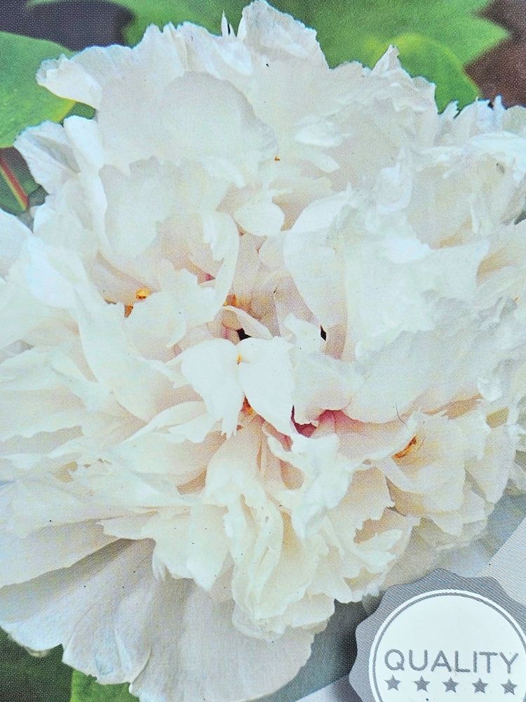 Japanische Baumpfingstrosen, Paeonia suffruticosa in verschiedenen Farben kaufen im Online-Shop der Bohlken Baumschulen