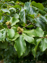 750 × 1000 Pixel  Artikelbild für Eisenholzbaum Parrotia persica im Online-Shop der Bohlken Baumschulen