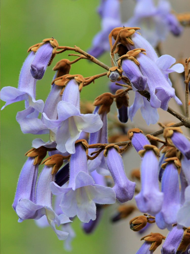 Artikelbild für Blauglockenbaum Paulownia tomentosa im Online-Shop der Bohlken Baumschulen