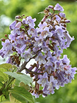 Artikelbild für Blauglockenbaum Paulownia tomentosa im Online-Shop der Bohlken Baumschulen