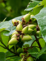 Artikelbild für Blauglockenbaum Paulownia tomentosa im Online-Shop der Bohlken Baumschulen