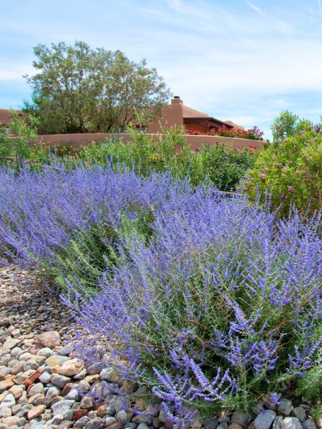 Artikelbild für Blauraute Perovskia atriplicifolia 'Lacey Blue' ® im Online-Shop der Bohlken Baumschulen