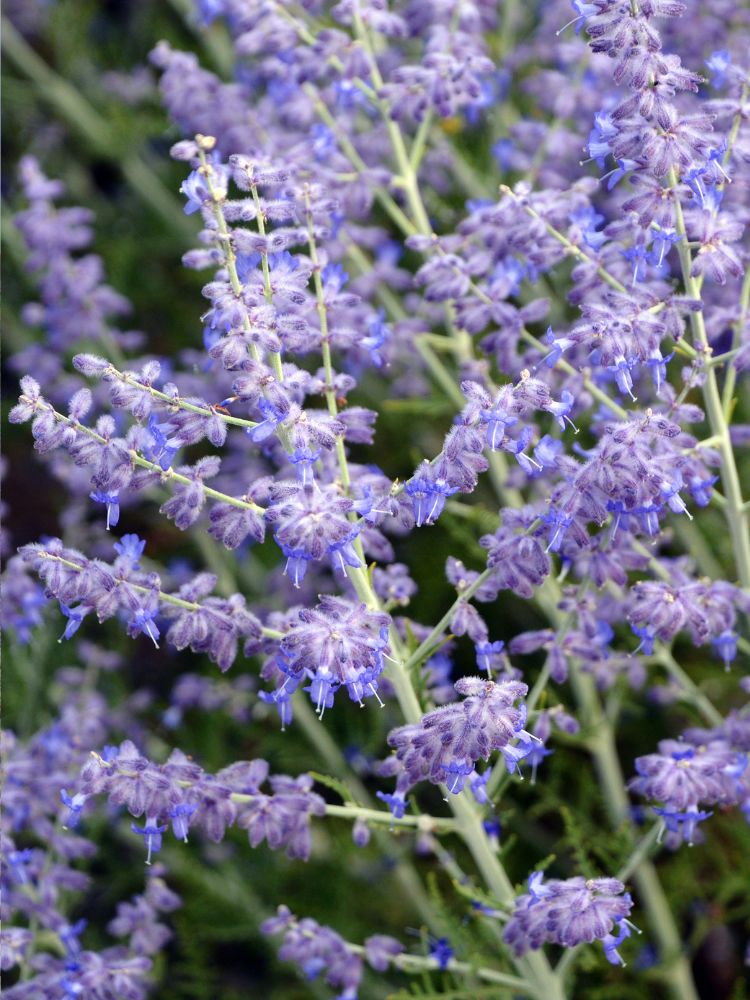 Artikelbild für Blauraute Perovskia atriplicifolia 'Lacey Blue' ® im Online-Shop der Bohlken Baumschulen