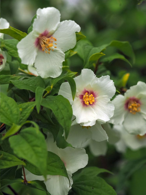 Artikelbild für Gartenjasmin Philadelphus 'Belle Etoile' im Online-Shop der Bohlken Baumschulen