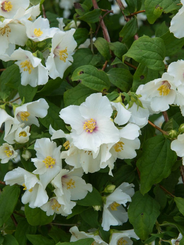 Artikelbild für Gartenjasmin Philadelphus 'Belle Etoile' im Online-Shop der Bohlken Baumschulen