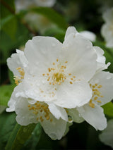 Artikelbild zu Falscher Jasmin Philadelphus 'Dame Blanche' im Online-Shop der Bohlken Baumschulen