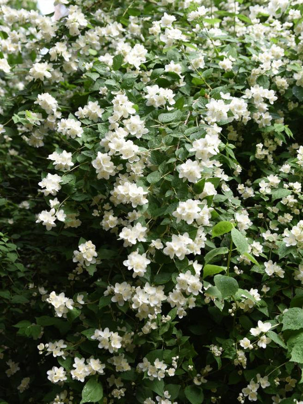 Pfeifenstrauch, Falscher Jasmin 'Dame Blanche'