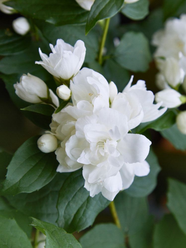 Artikelbild für Gartenjasmin Philadelphus 'Manteau d'Hermine' im Online-Shop der Bohlken Baumschulen