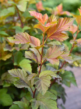 Artikelbild für Blasenspiere, Fasanenspiere Physocarpus opulifolius 'Amber Jubilee' ® im Online-Shop der Bohlken Baumschulen