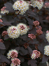 Artikelbild für Blasenspiere, Fasanenspiere Physocarpus opulifolius 'Diable d'Or' ® im Online-Shop der Bohlken Baumschulen