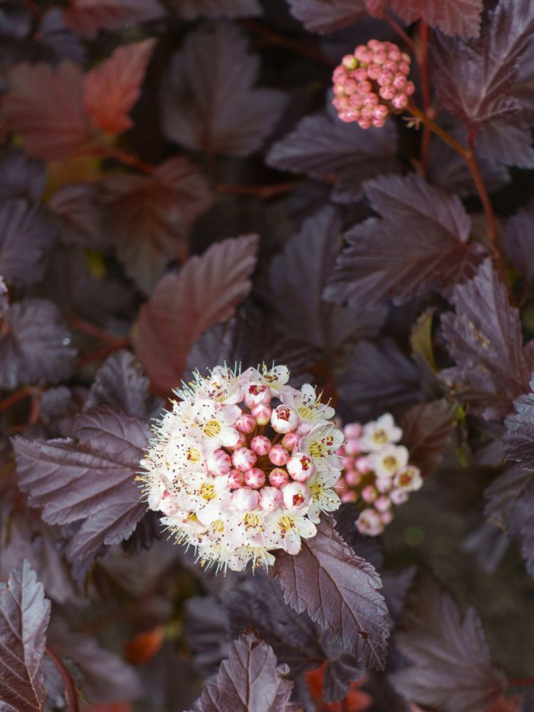 Artikelbild für Blasenspiere, Fasanenspiere, Physocarpus opulifolius 'Fireside' ® im Online-Shop der Bohlken Baumschulen