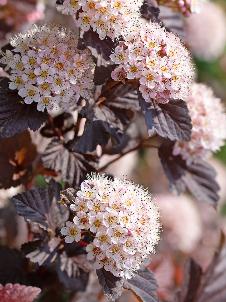 Artikelbild für Blasenspiere, Fasanenspiere, Physocarpus opulifolius 'Fireside' ® im Online-Shop der Bohlken Baumschulen