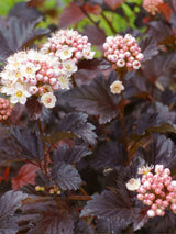 Artikelbild für Blasenspiere, Fasanenspiere, Physocarpus opulifolius 'Fireside' ® im Online-Shop der Bohlken Baumschulen