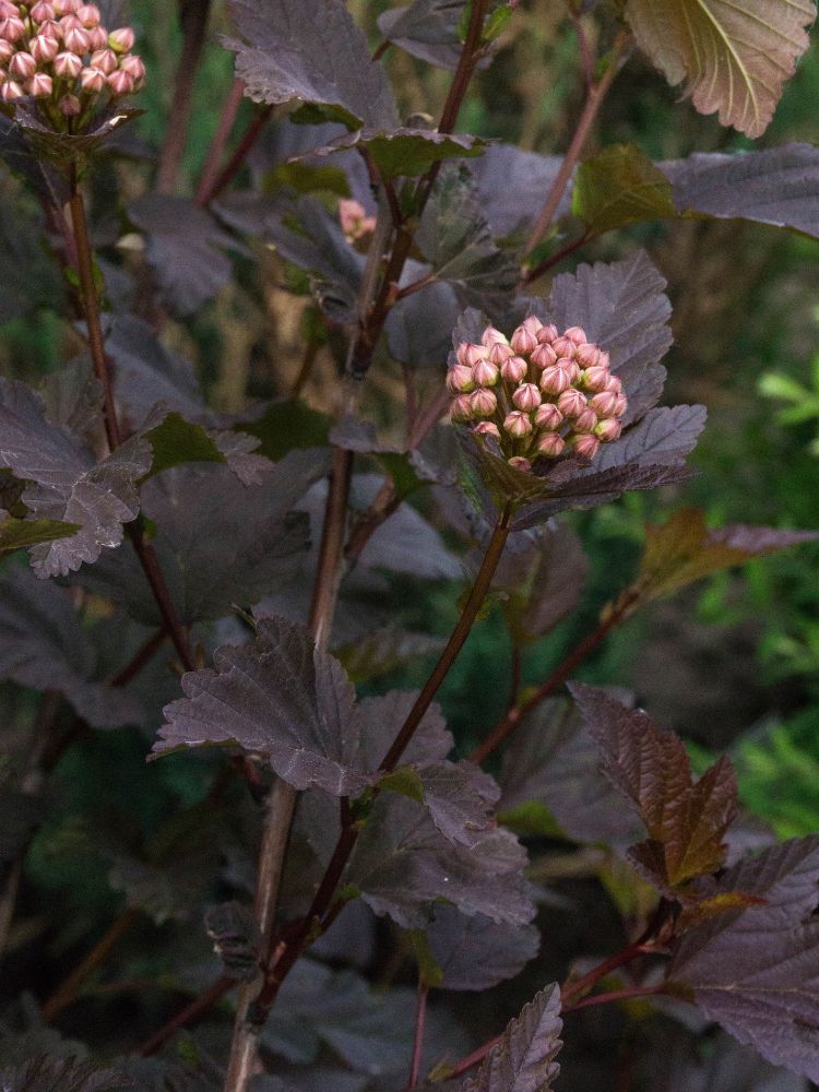 Artikelbild für Blasenspiere, Fasanenspiere, Physocarpus opulifolius 'Fireside' ® im Online-Shop der Bohlken Baumschulen