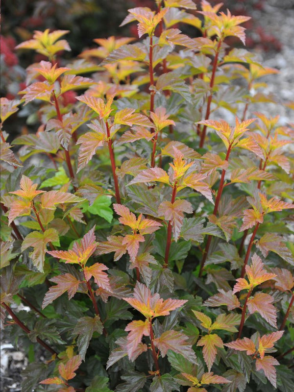 Artikelbild für Blasenspiere, Fasanenspiere Physocarpus opulifolius 'Magical Sweet Cherry Tea' ® im Online-Shop der Bohlken Baumschulen