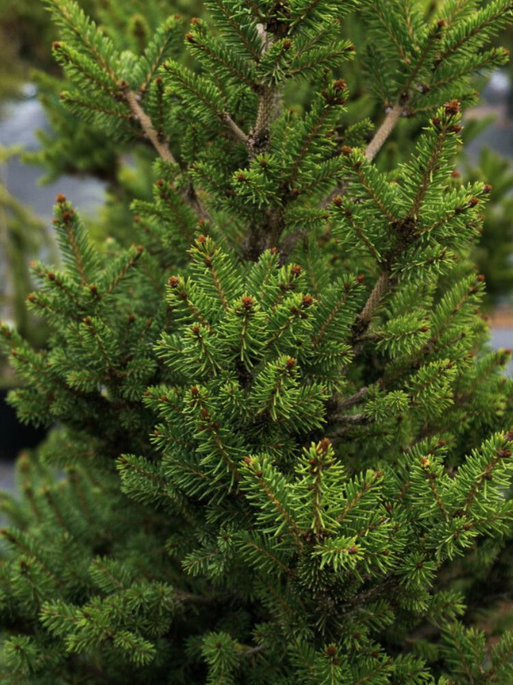 Fichte, Picea abies 'Will's Zwerg' kaufen im Online-Shop der Bohlken Baumschulen
