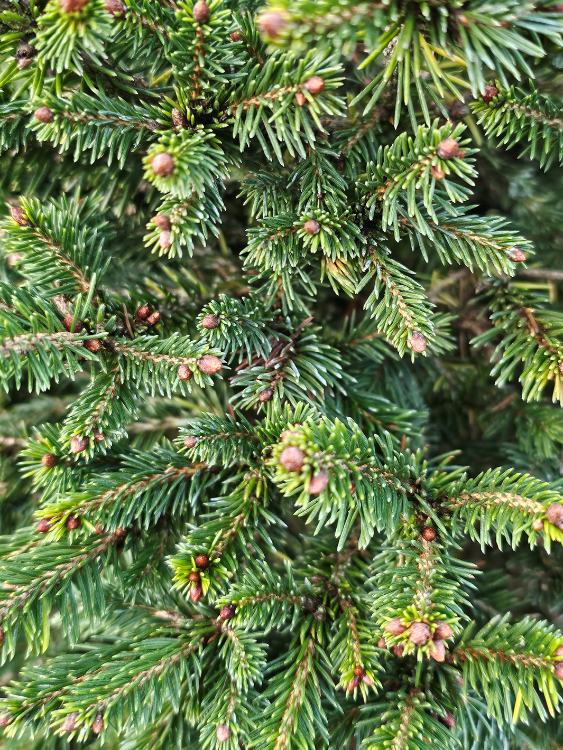 Fichte, Picea abies 'Will's Zwerg' kaufen im Online-Shop der Bohlken Baumschulen