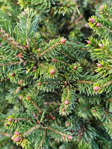 Fichte, Picea abies 'Will's Zwerg' kaufen im Online-Shop der Bohlken Baumschulen