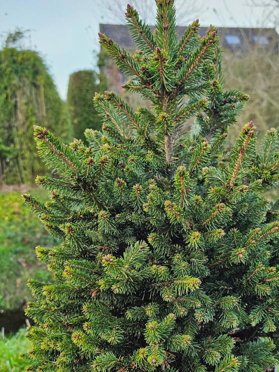 Fichte, Picea abies 'Will's Zwerg' kaufen im Online-Shop der Bohlken Baumschulen