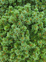 Kugelfichte, Picea glauca 'Alberta Globe' kaufen im Online-Shop der Bohlken Baumschulen