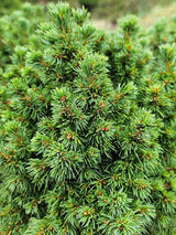Kugelfichte, Picea glauca 'Alberta Globe' kaufen im Online-Shop der Bohlken Baumschulen