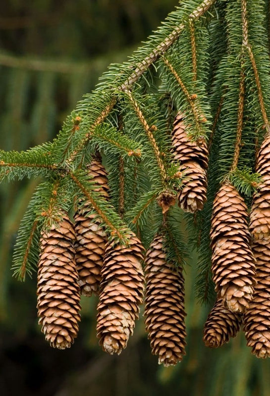 Zweig einer picea abies mit Nadeln und Zapfen