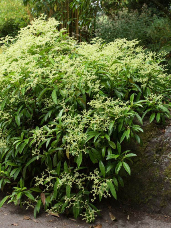 Immergrüner Kletterschneeball, Kletterhortensie, Pileostegia viburnoides kaufen im Online-Shop der Bohlken Baumschulen