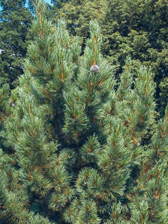 Blaue Zirbelkiefer, Pinus cembra 'Glauca' kaufen im Online-Shop der Bohlken Baumschulen