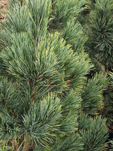 Blaue Zirbelkiefer, Pinus cembra 'Glauca' kaufen im Online-Shop der Bohlken Baumschulen