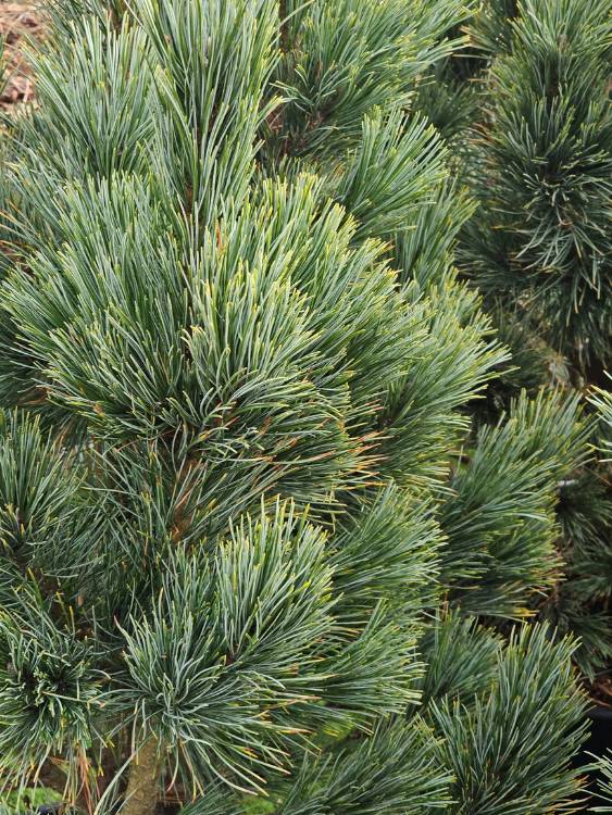 Blaue Zirbelkiefer, Pinus cembra 'Glauca' kaufen im Online-Shop der Bohlken Baumschulen