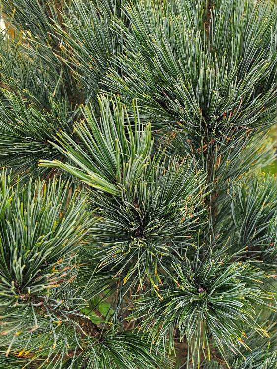 Blaue Zirbelkiefer, Pinus cembra 'Glauca' kaufen im Online-Shop der Bohlken Baumschulen