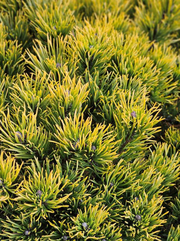 Berg-Kiefer 'Carsten's Wintergold', Pinus mugo 'Carsten's Wintergold' im Onlineshop der Bohlken Baumschulen