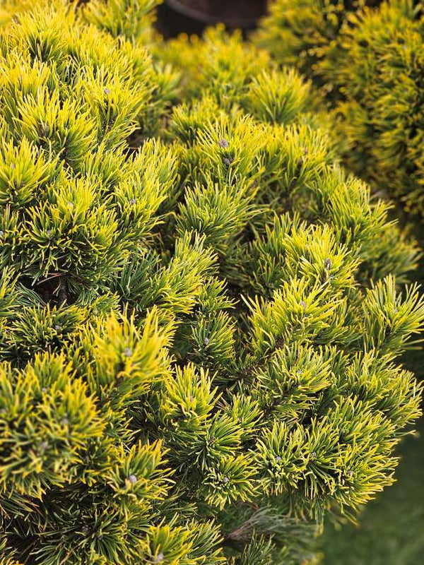 Berg-Kiefer 'Carsten's Wintergold', Pinus mugo 'Carsten's Wintergold' im Onlineshop der Bohlken Baumschulen
