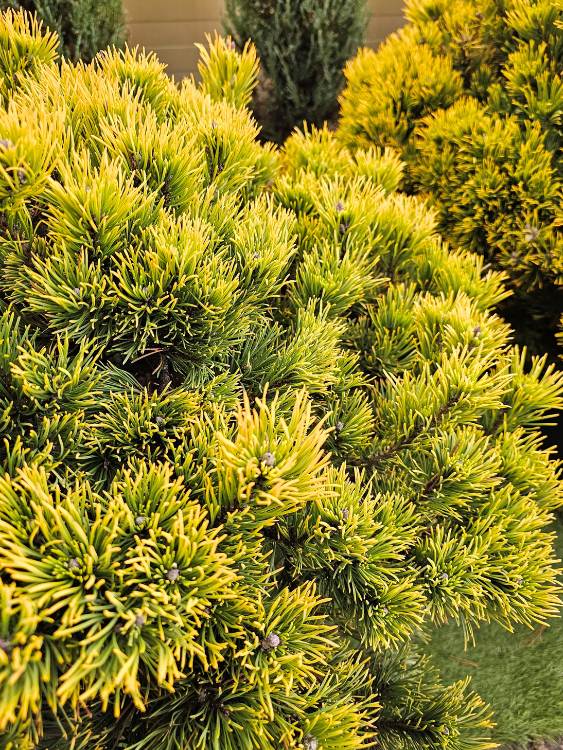 Berg-Kiefer 'Carsten's Wintergold', Pinus mugo 'Carsten's Wintergold' im Onlineshop der Bohlken Baumschulen