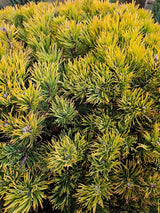 Berg-Kiefer 'Carsten's Wintergold', Pinus mugo 'Carsten's Wintergold' im Onlineshop der Bohlken Baumschulen