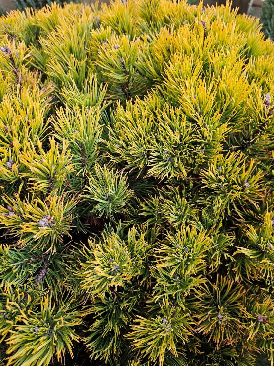 Berg-Kiefer 'Carsten's Wintergold', Pinus mugo 'Carsten's Wintergold' im Onlineshop der Bohlken Baumschulen