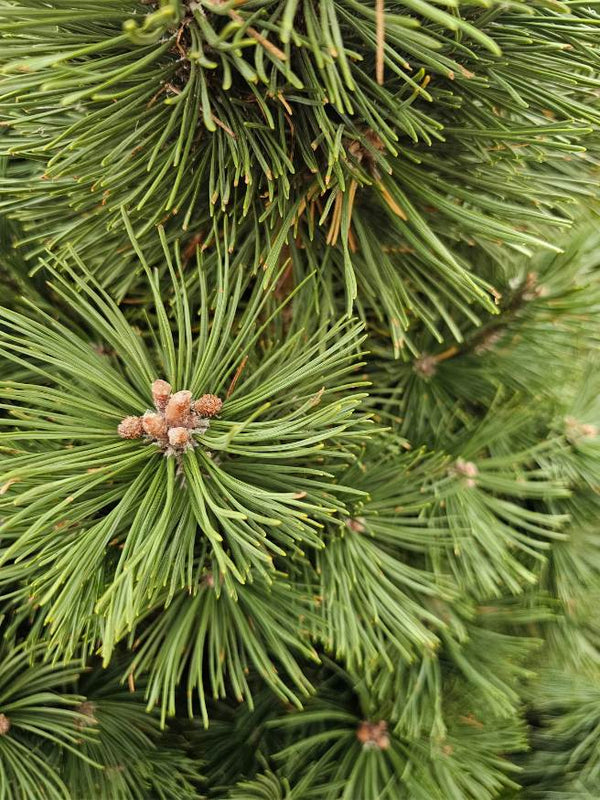 Berg-Kiefer, Pinus mugo 'Columnaris' kaufen im Online-Shop der Bohlken Baumschulen