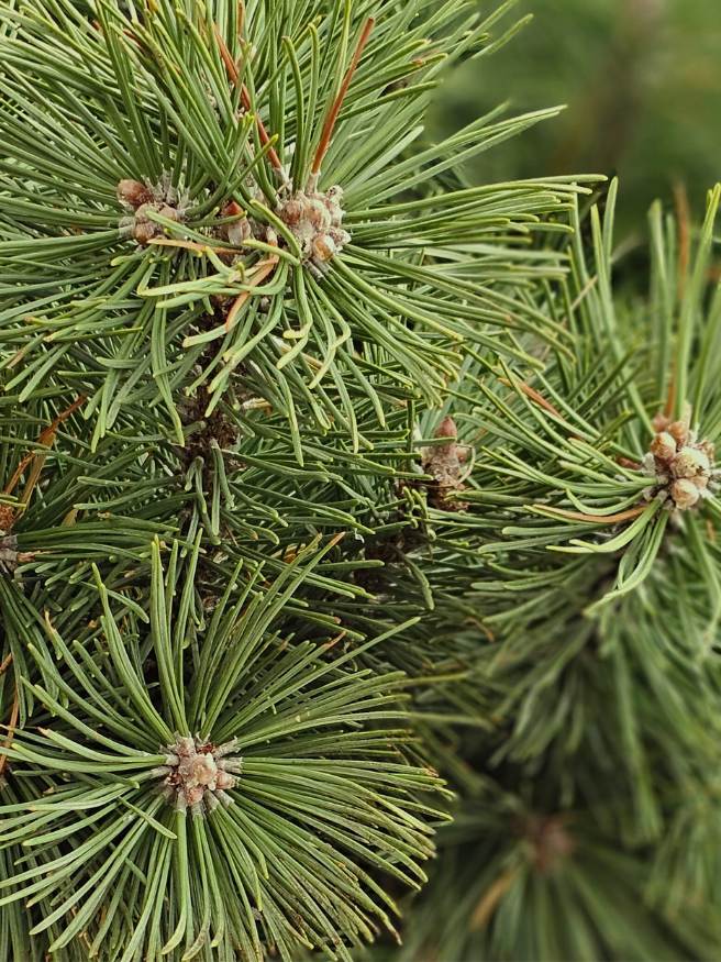 Berg-Kiefer, Pinus mugo 'Columnaris' kaufen im Online-Shop der Bohlken Baumschulen