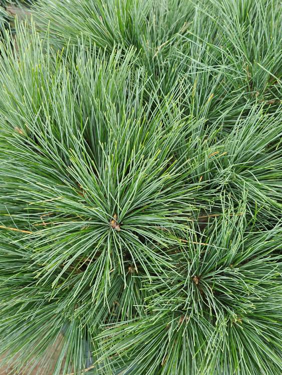 Weymouths-Kiefer, Hänge-Seidenkiefer, Pinus strobus 'Niagara Falls' kaufen im Online-Shop der Bohlken Baumschulen
