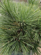 Weymouths-Kiefer, Hänge-Seidenkiefer, Pinus strobus 'Niagara Falls' kaufen im Online-Shop der Bohlken Baumschulen