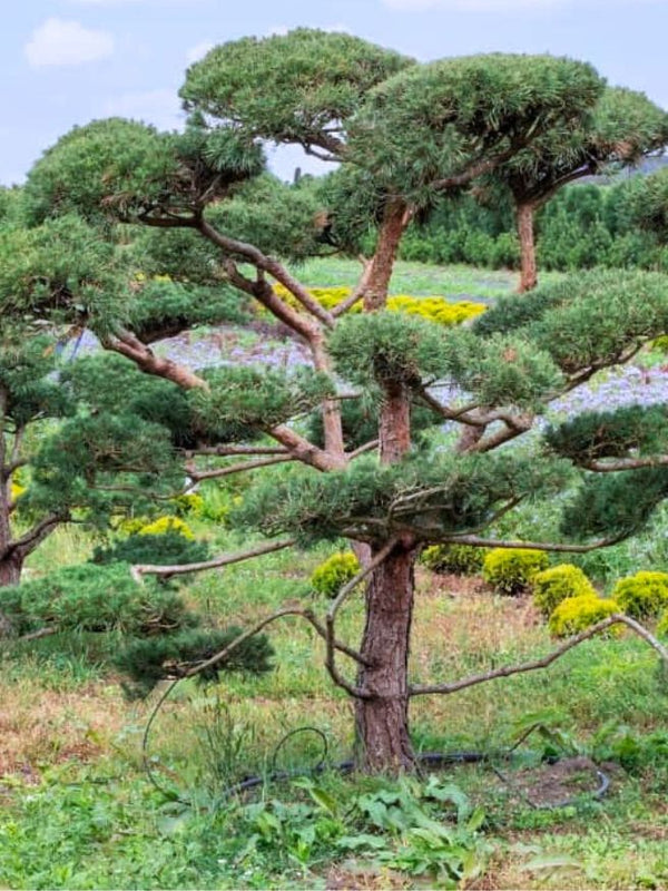 Wald-Kiefer 'Glauca' | Blaue Bergföhre | Pinus sylvestris 'Glauca' im Onlineshop der Bohlken Baumschulen